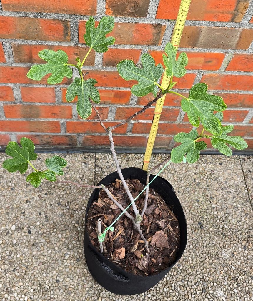 Vijgenboom 'BROWN TURKEY' vijgen boom Ficus Carica 1v7, Tuin en Terras, Ophalen, In pot, Vijgenboom