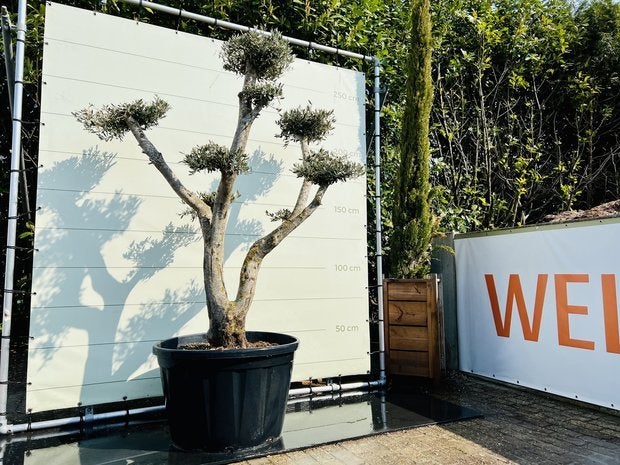 Olijfboom Pon-Pon - Olea Europea - stamomvang 60-80 cm, Tuin en Terras