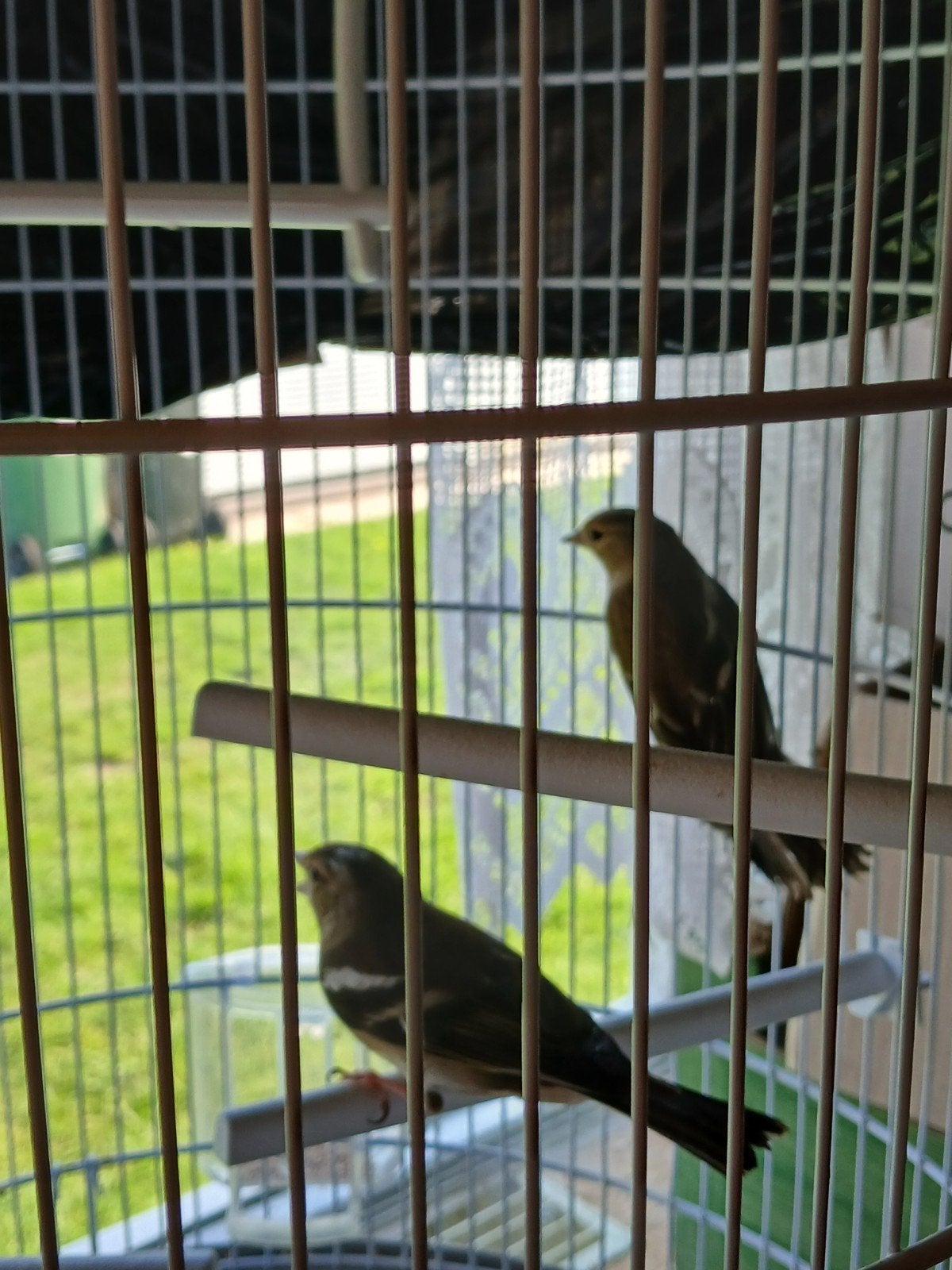 2 botvinken, Dieren en Toebehoren, Ophalen