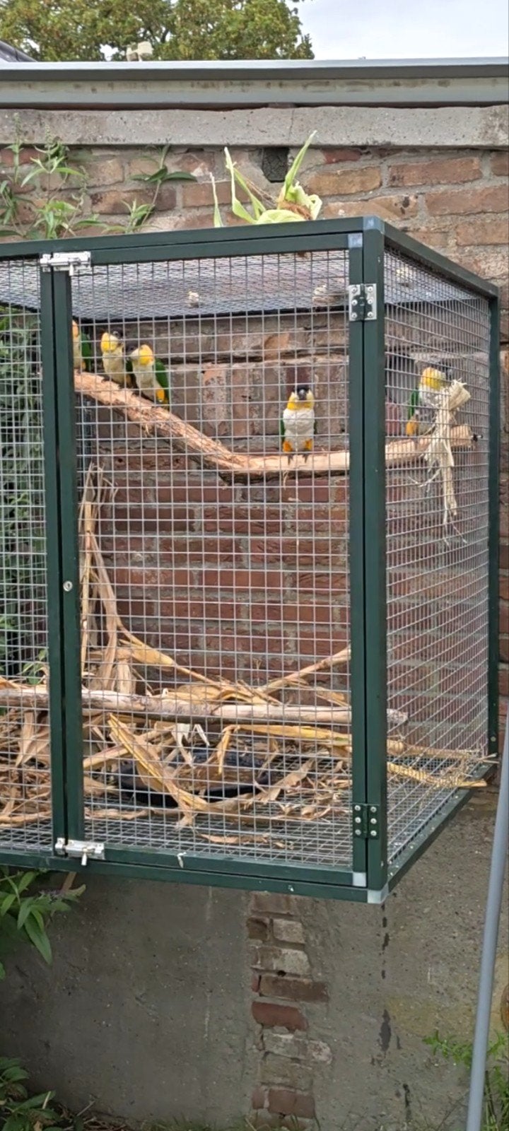 zwartkop caiques en pionus senilis van 2026, Dieren en Toebehoren, Meerdere dieren, Papegaai, Geringd