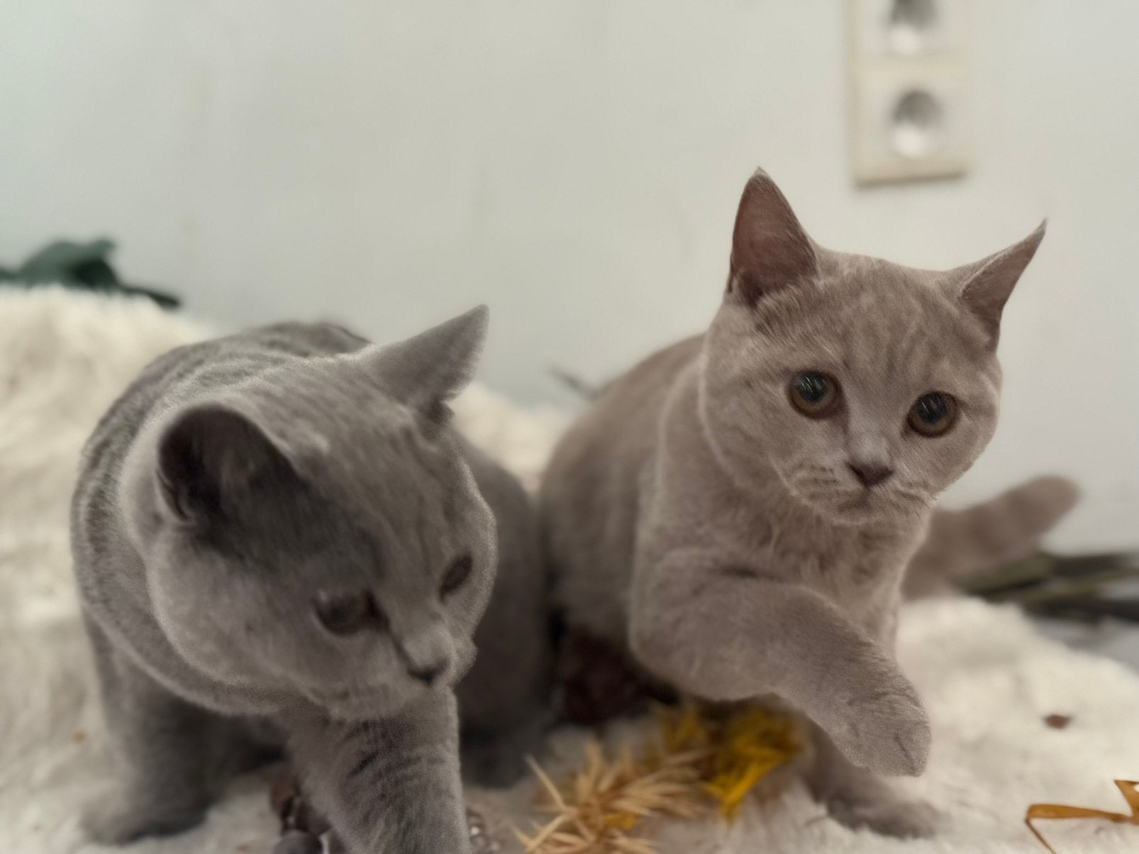 Britse korthaar kittens vertrekklaar !, Meerdere dieren, Gechipt, 0 tot 2 jaar