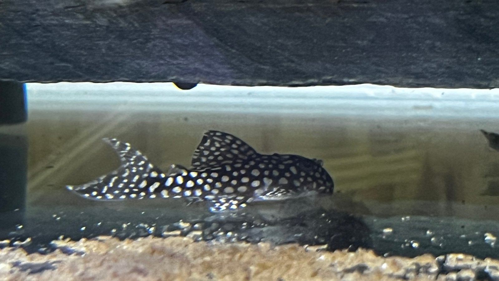 Verschillende pleco’s, Dieren en Toebehoren, Vis, Zoetwatervis