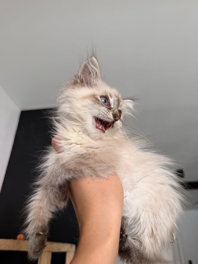 Chaton sibérien (mascarade de Neva hypoallergénique), Chat, Avec pedigree, 0 à 2 ans