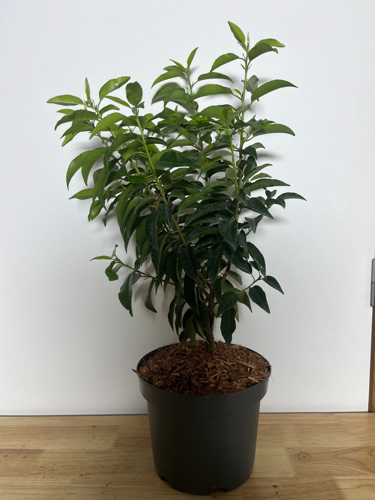 Prunus lusitanica ‘Angustifolia’, Tuin en Terras, Ophalen