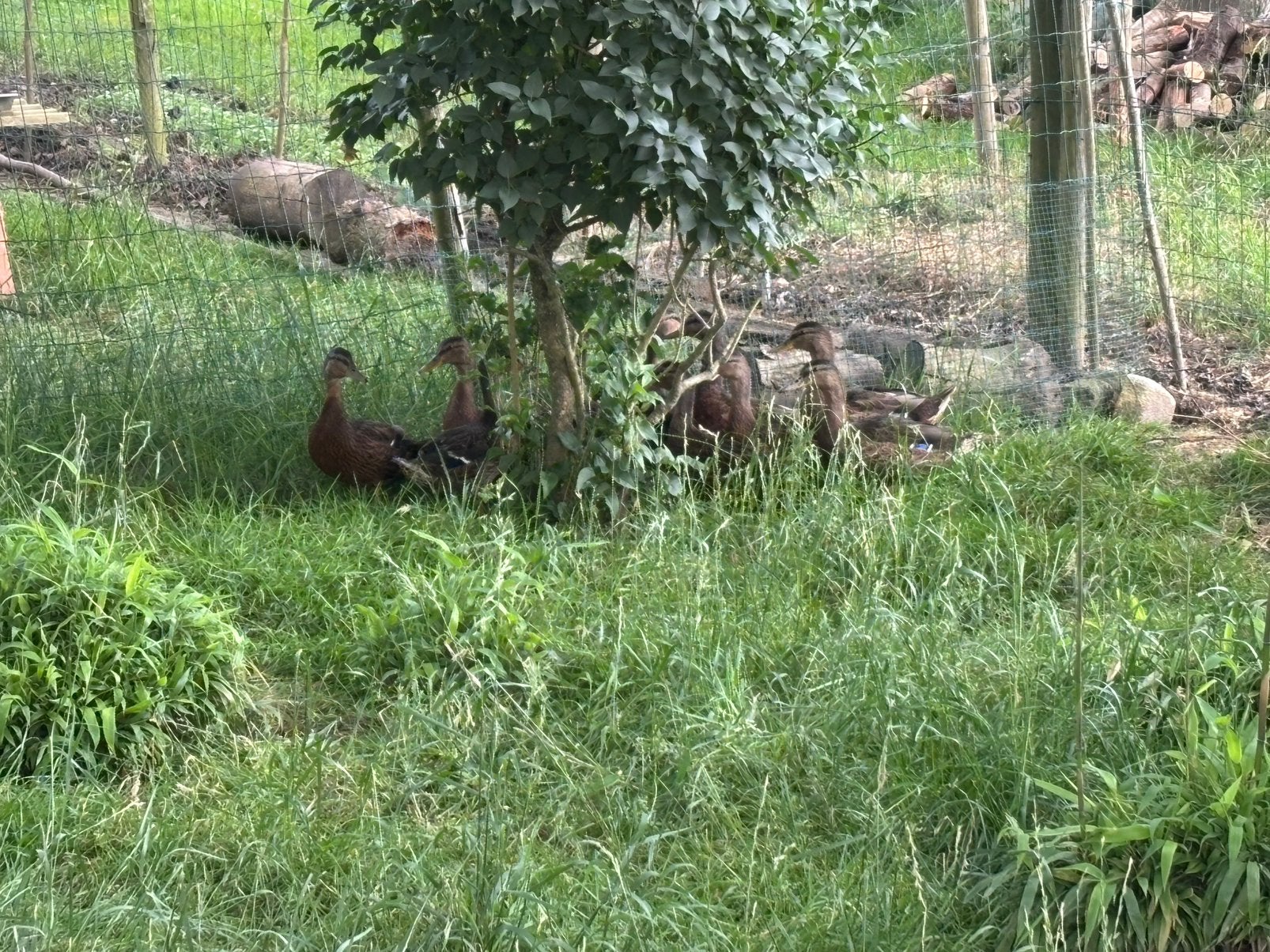 Jonge wilde eenden, Dieren en Toebehoren, Pluimvee