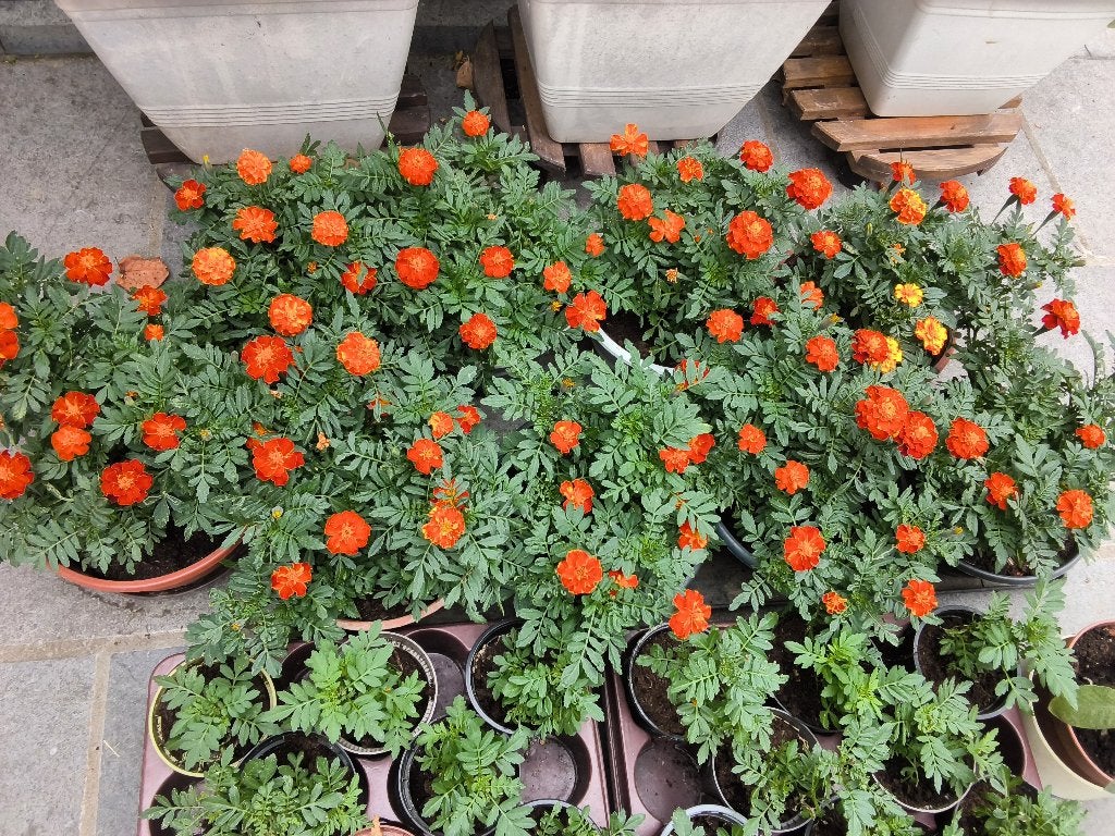 Tuinplanten/tagetes/mulenes/rozemarijn/salie, Tuin en Terras, Ophalen