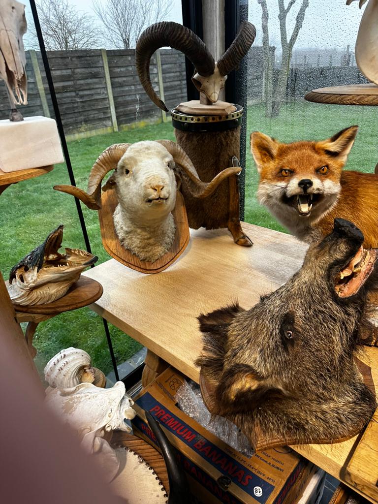 Jacht trofee opgezette dieren, Ophalen