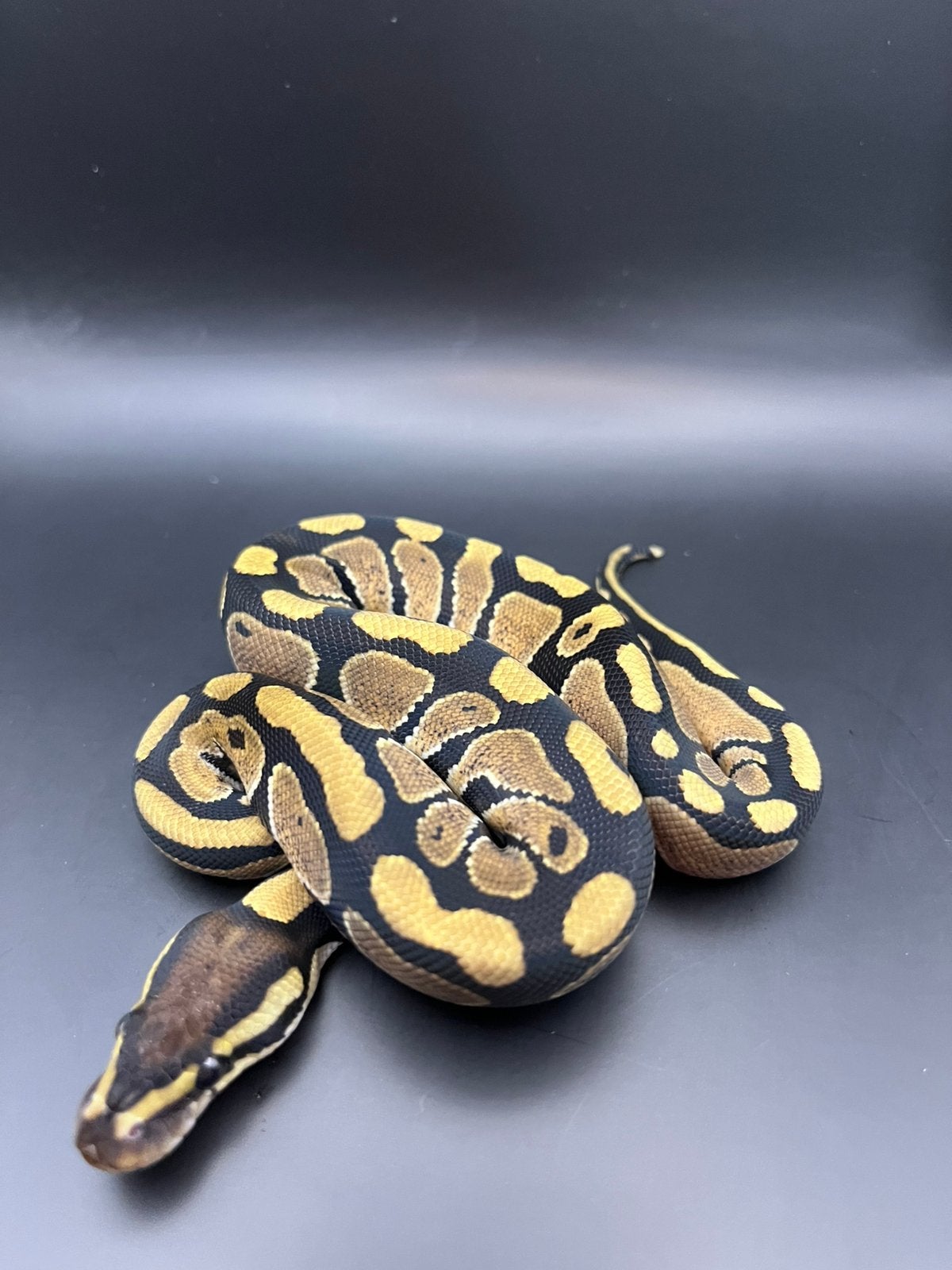 Sale Antwerpen Div.Koningspythons,Ball Python,Python Regius Ball Python photo 15