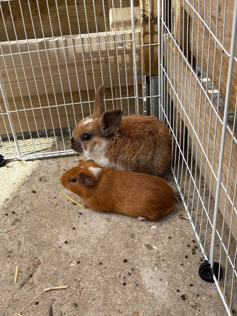 Cavia, Animaux & Accessoires, Rongeurs, Mâle, Domestique, Avril, Cobaye