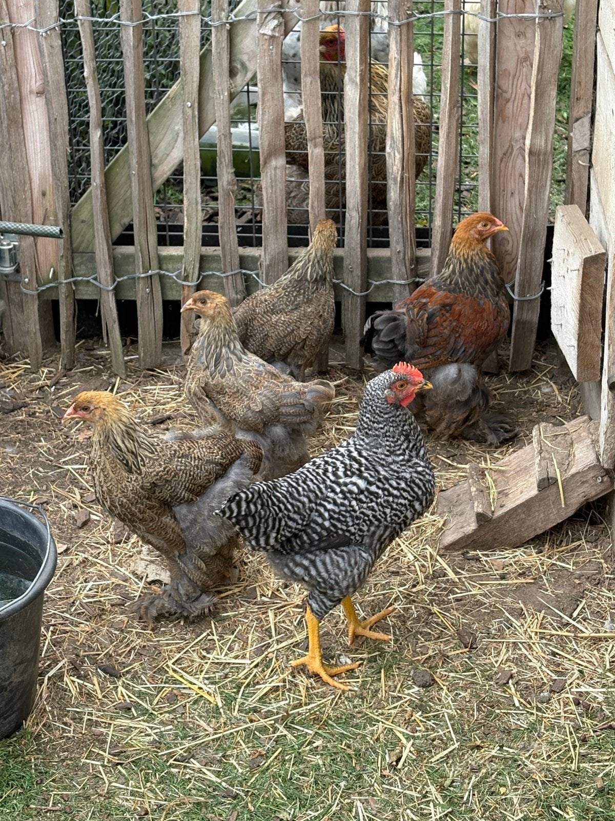 Brahma meerzomig patrijs 1haan, 3hennen, 1 plymouth rock hen, Dieren en Toebehoren, Pluimvee, Meerdere dieren, Kip