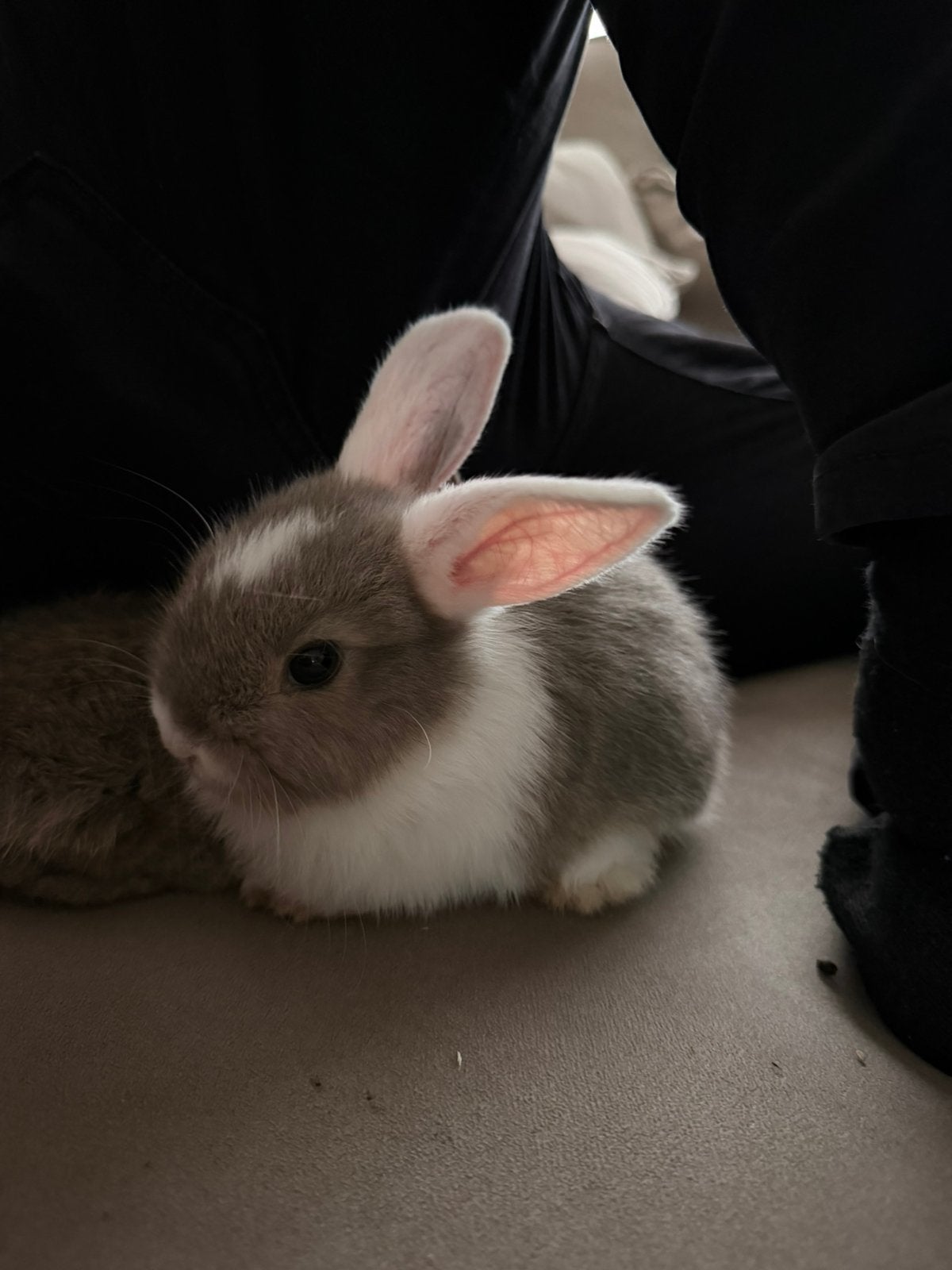 Dwerg konijntje, Petit