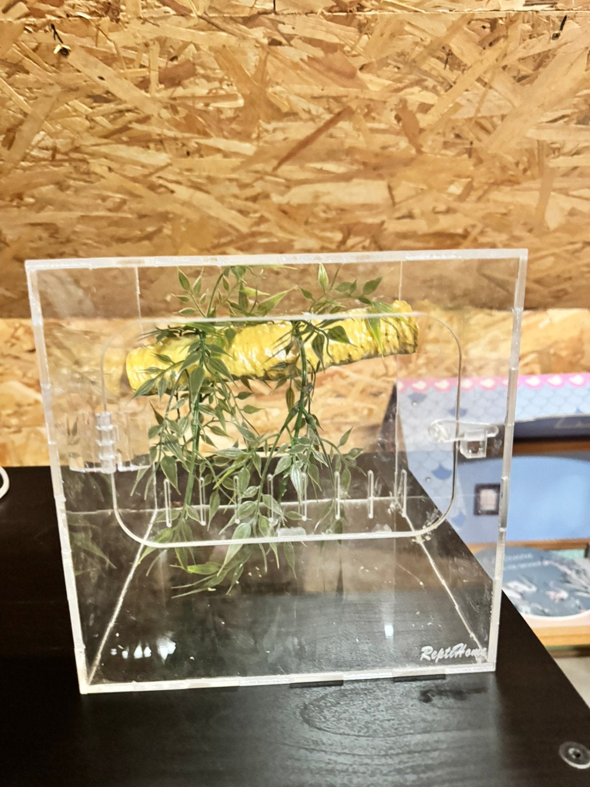 Klein cube terrarium van acryl, Ophalen, Zo goed als nieuw