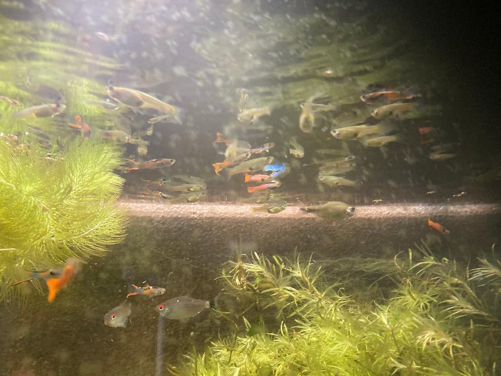 endler guppys, Poisson, Poisson d'eau douce, Banc de poissons