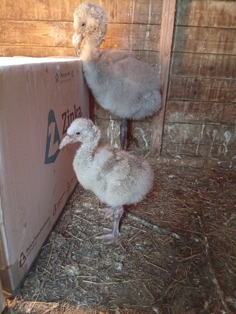 Flamingo, Dieren en Toebehoren