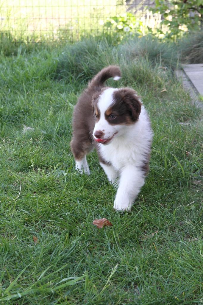 Mini American Shepherd pups - Mini aussie, Dieren en Toebehoren, Parvo, België, Particulier, Overige rassen
