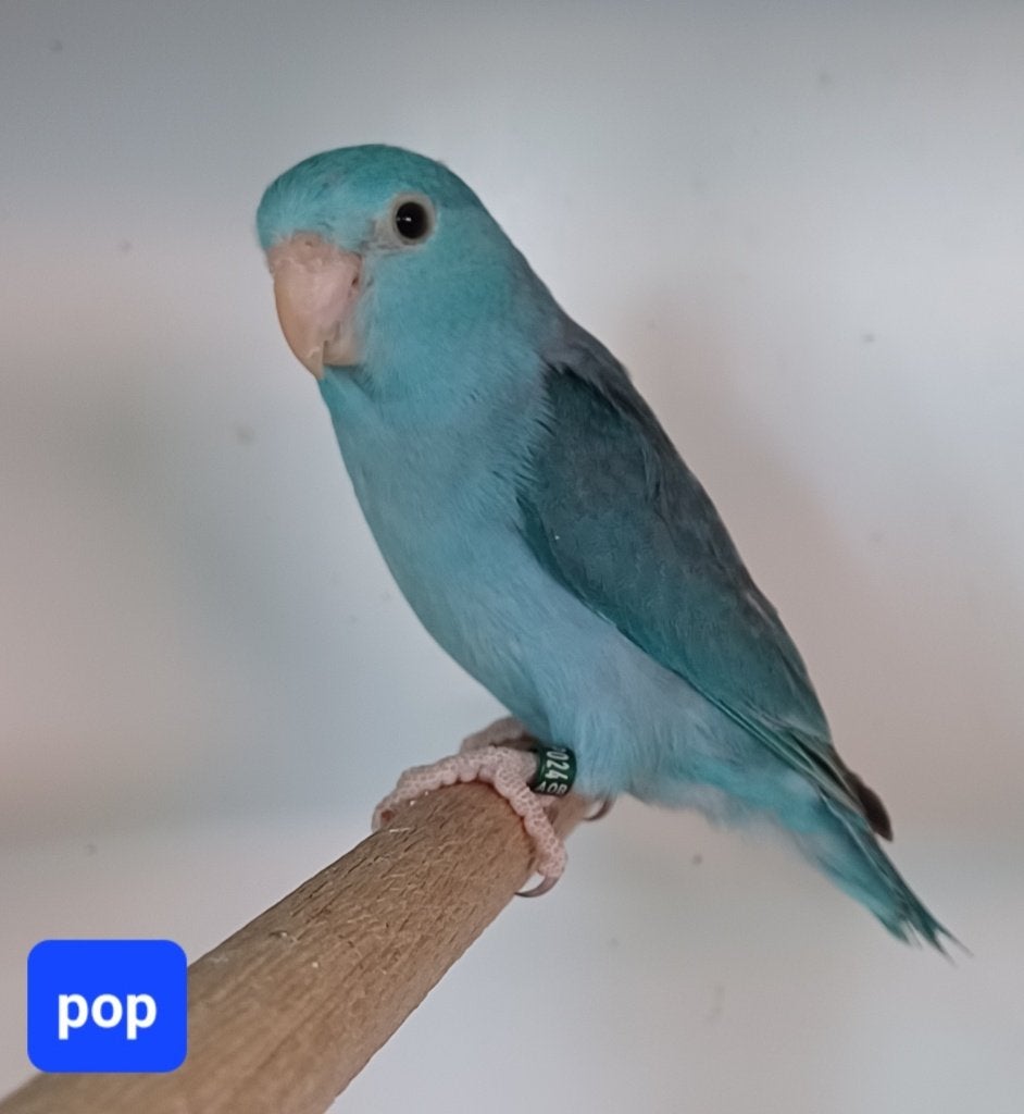 Forpussen, Meerdere dieren, Parkiet, Geringd
