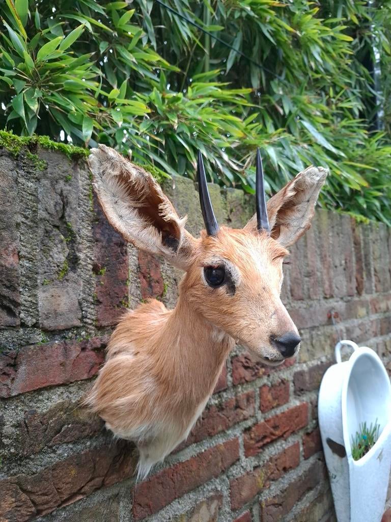 Tête en peluche, bouquetin, Afrique, taxidermie, bois, crâne, Enlèvement, Animal sauvage, Bois ou Tête