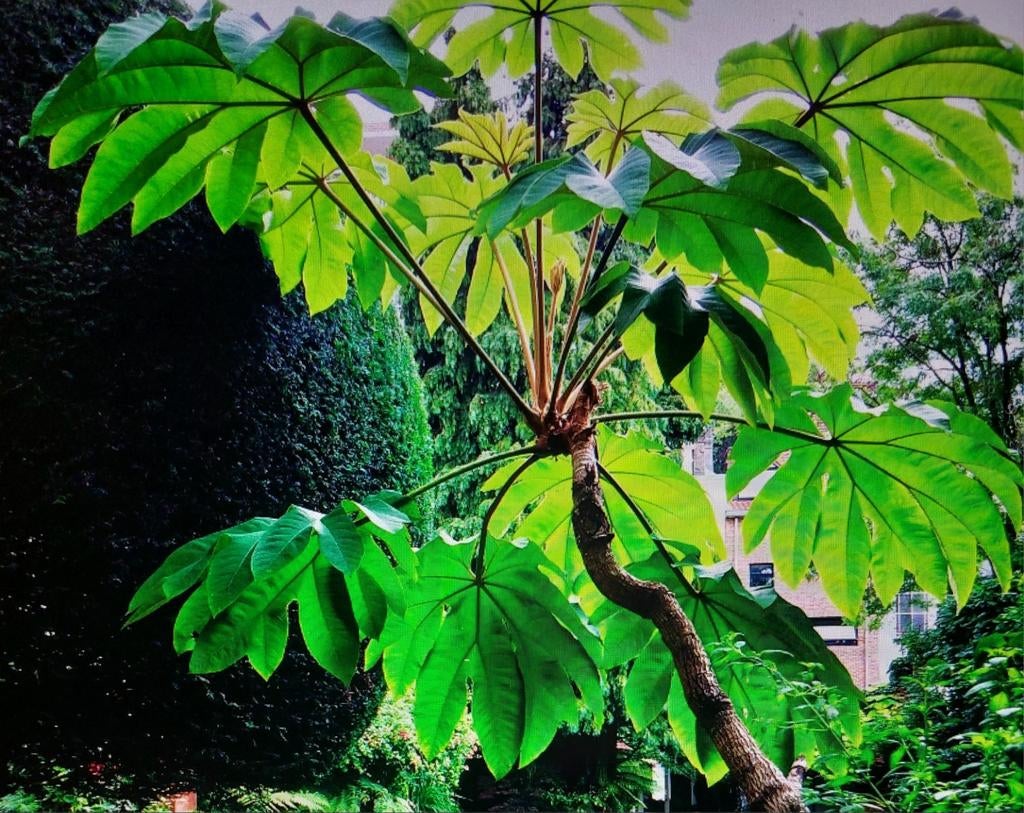 Rijstpapierplanten, Tuin en Terras, Planten | Bomen, Ophalen, In pot