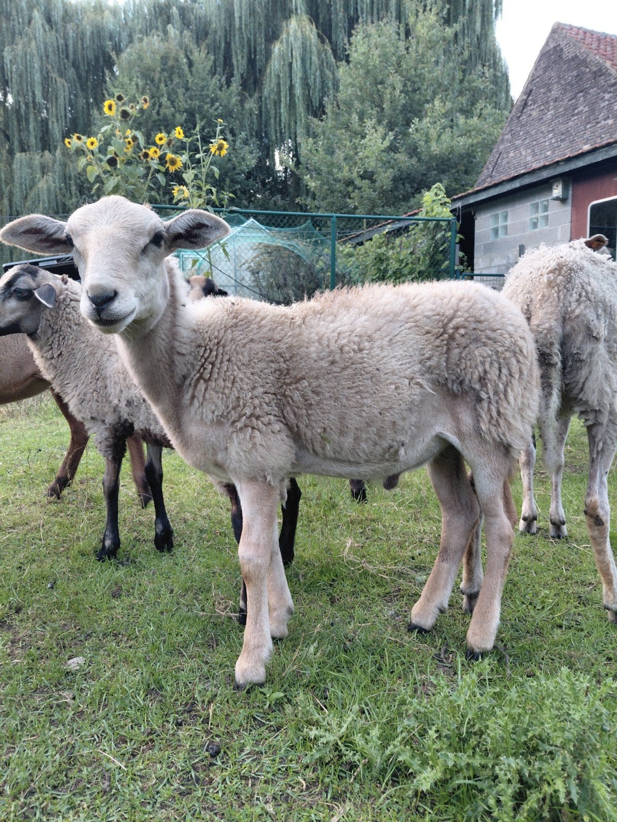 ramlam, Animaux & Accessoires