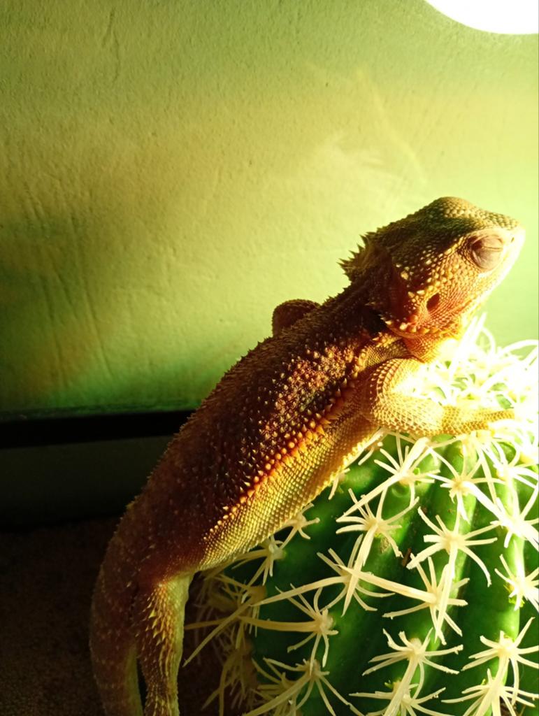 baardagaam met terrarium en Alles inbegrepen