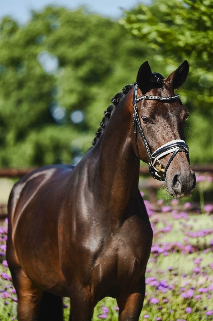 Jument de dressage chic de 4 ans (Daily Diamond x Negro), Cheval de dressage, Avec pedigree, L, 160 à 165 cm