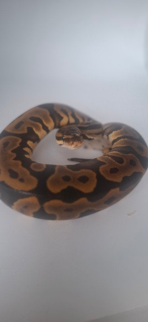 Python regius  femelle, Animaux & Accessoires, Enlèvement