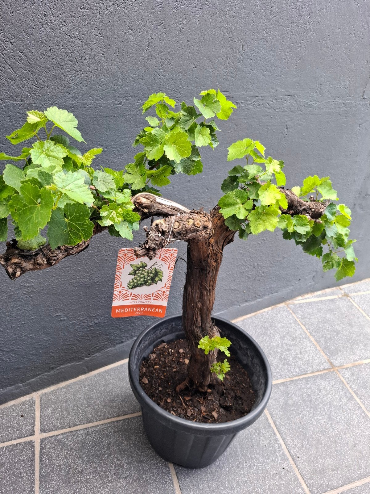 vigne en pots bonsaï, Tuin en Terras, Ophalen