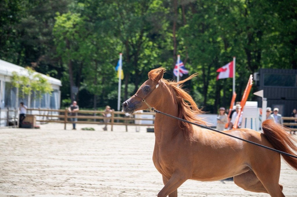 Belle arabe, Avec pedigree, 160 à 165 cm, Ne s'applique pas, Jument