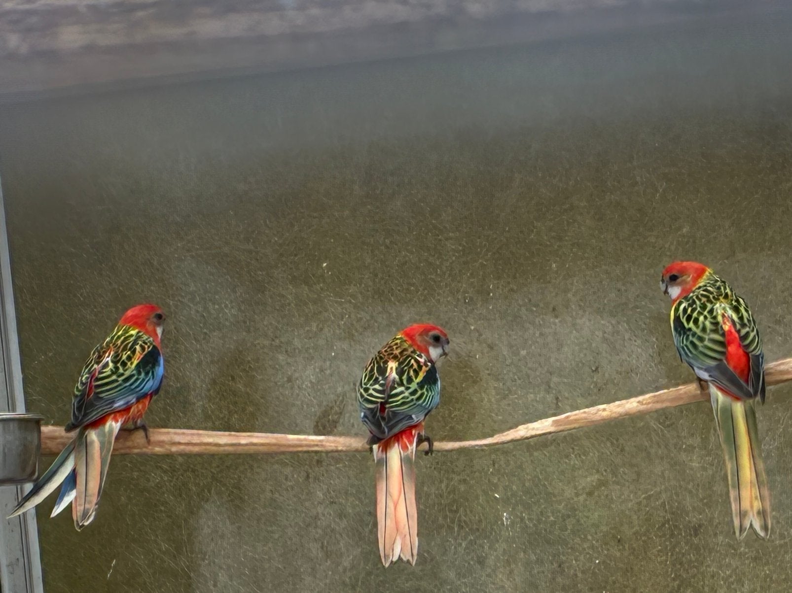 Jonge opaline rosellas te koop, Dieren en Toebehoren, Vogels | Overige Vogels