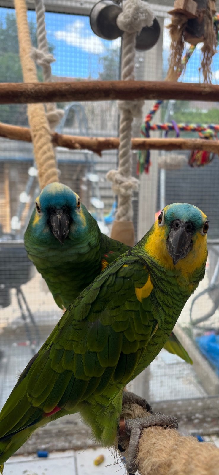 Couple amaz front bleu, Animaux & Accessoires, Plusieurs animaux, Perroquet, Bagué