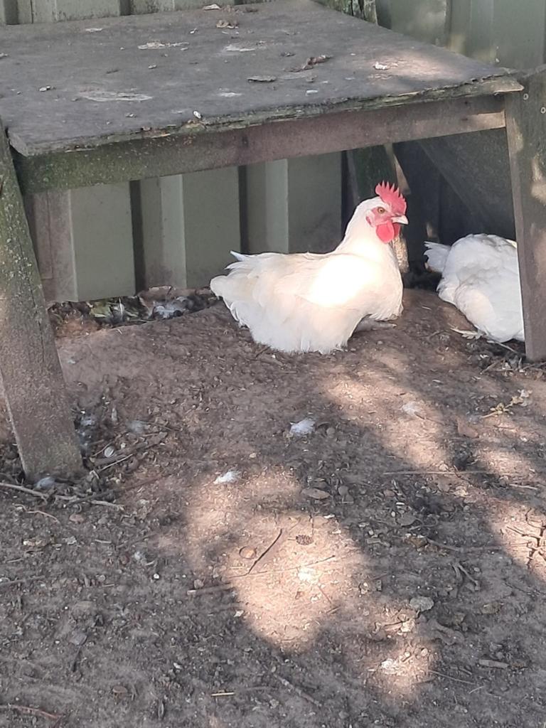 Jonge Poule de Bresse haan, Dieren en Toebehoren, Pluimvee