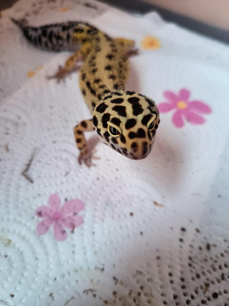 Reptile gecko léopard, Dieren en Toebehoren, Ophalen