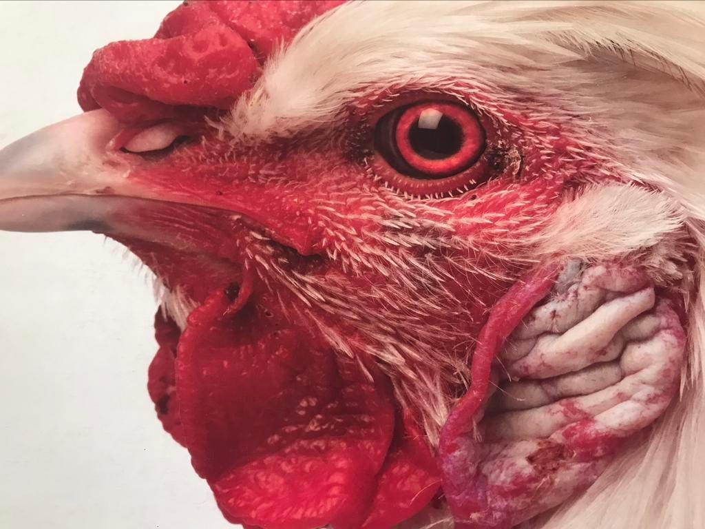 Koen Vanmechelen Artistbook 75 pag groot formaat, Ophalen of Verzenden, Zo goed als nieuw, Beeldhouwkunst