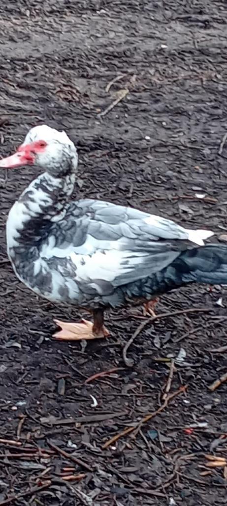 Barberieneenden van 2025, Dieren en Toebehoren, Pluimvee