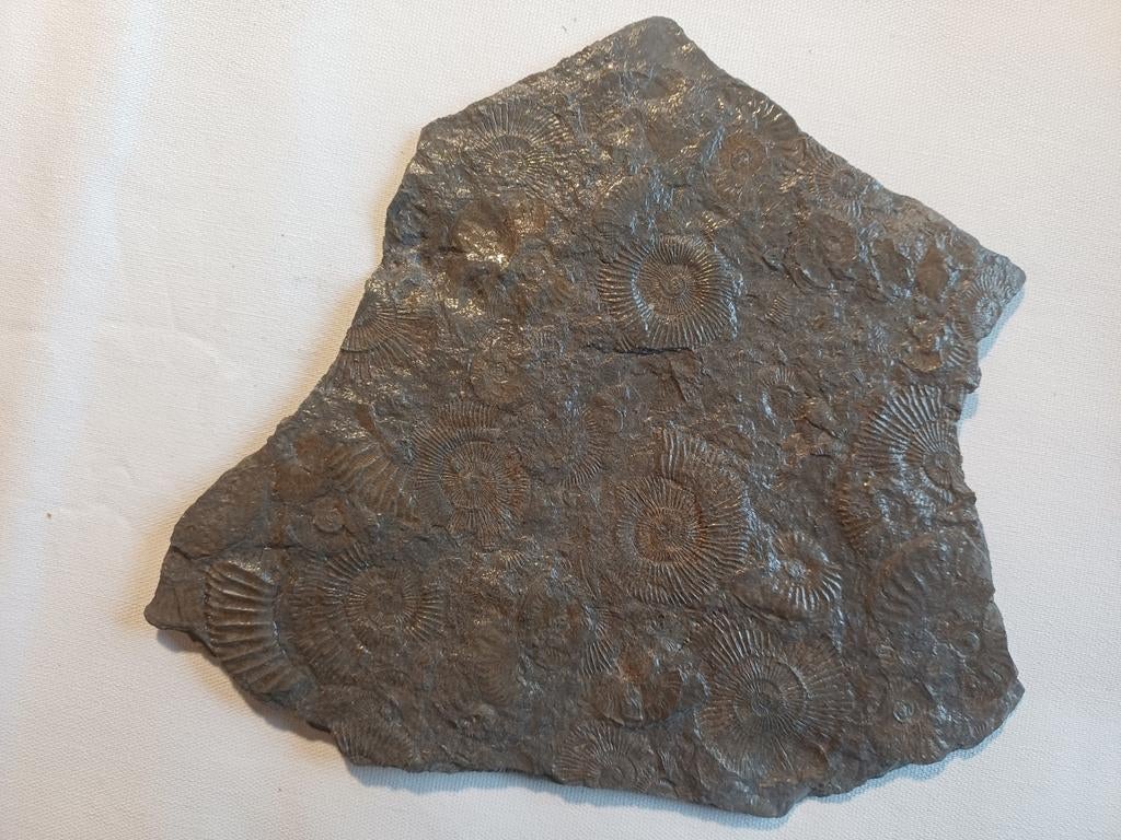 Mince morceau d'ardoise - Holzmaden - Allemagne avec ammoni, Enlèvement ou Envoi, Fossile