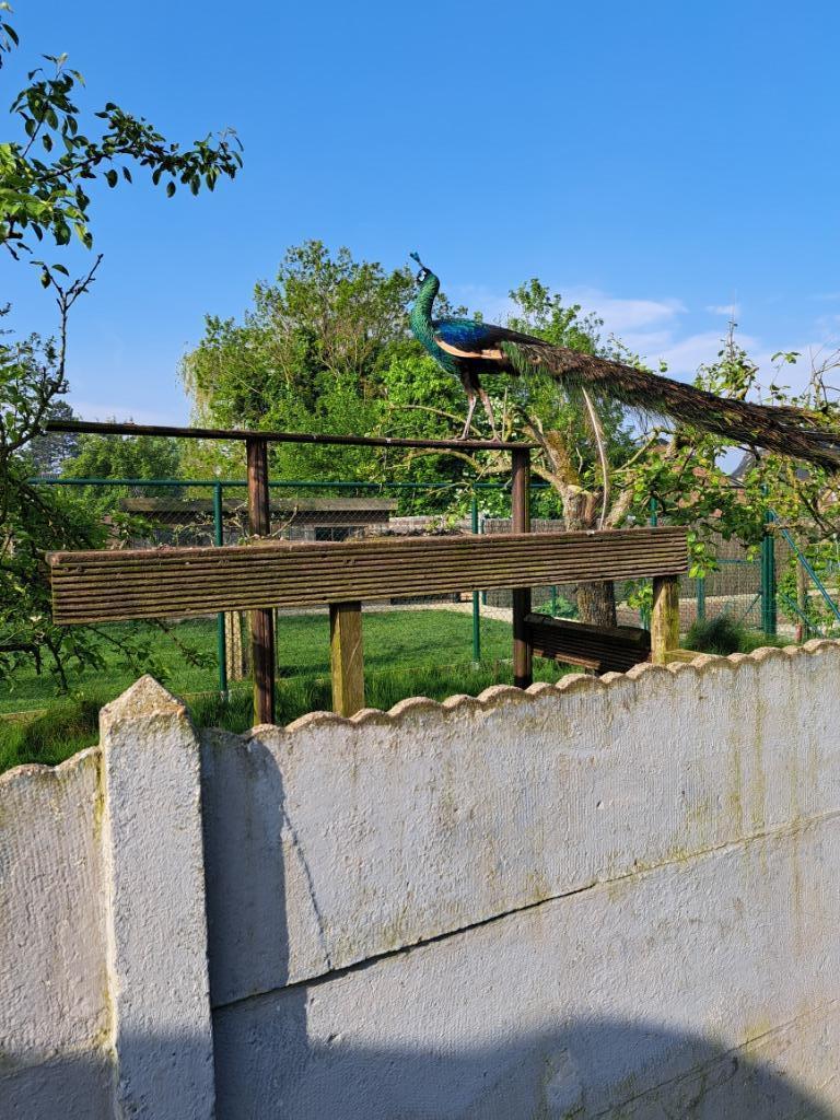 Spalding pauwen, Dieren en Toebehoren