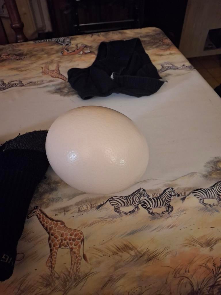 Te koop struisvogel ei hep 7 te koop wie tresse voor paasen, Ophalen of Verzenden