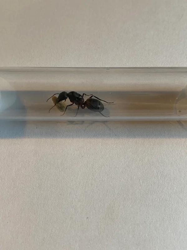 Reine des fourmis Camponotus Cruentatus avec couvain, Animaux & Accessoires, Insectes & Araignées, Fourmis