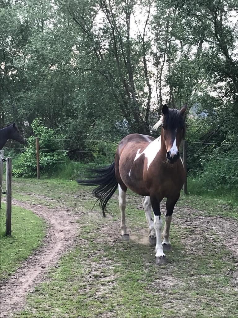 Paddock Paradise in Betekom, Dieren en Toebehoren, Weidegang