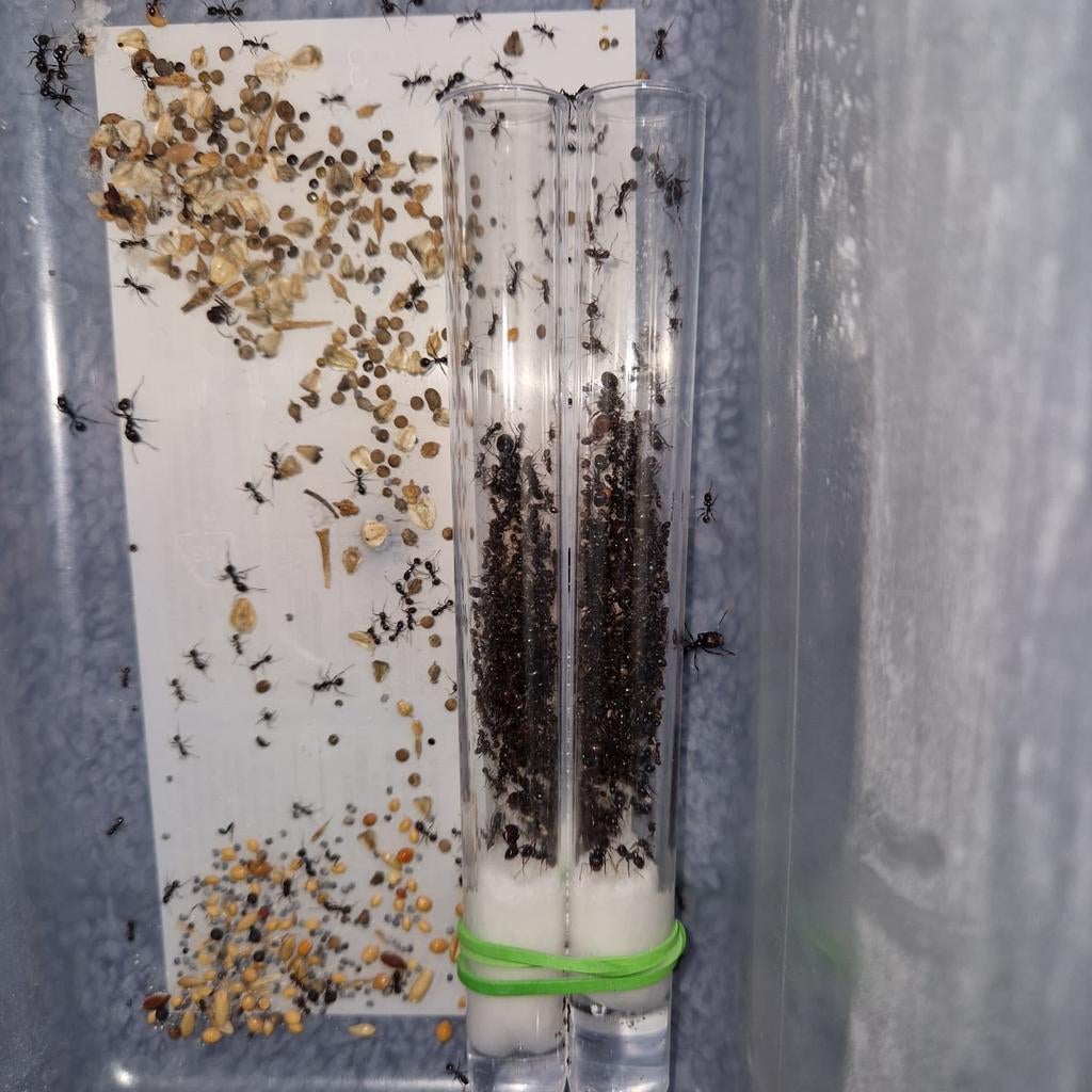Messor barbarus 1a 200-300w | Récolteur de fourmis, Fourmis