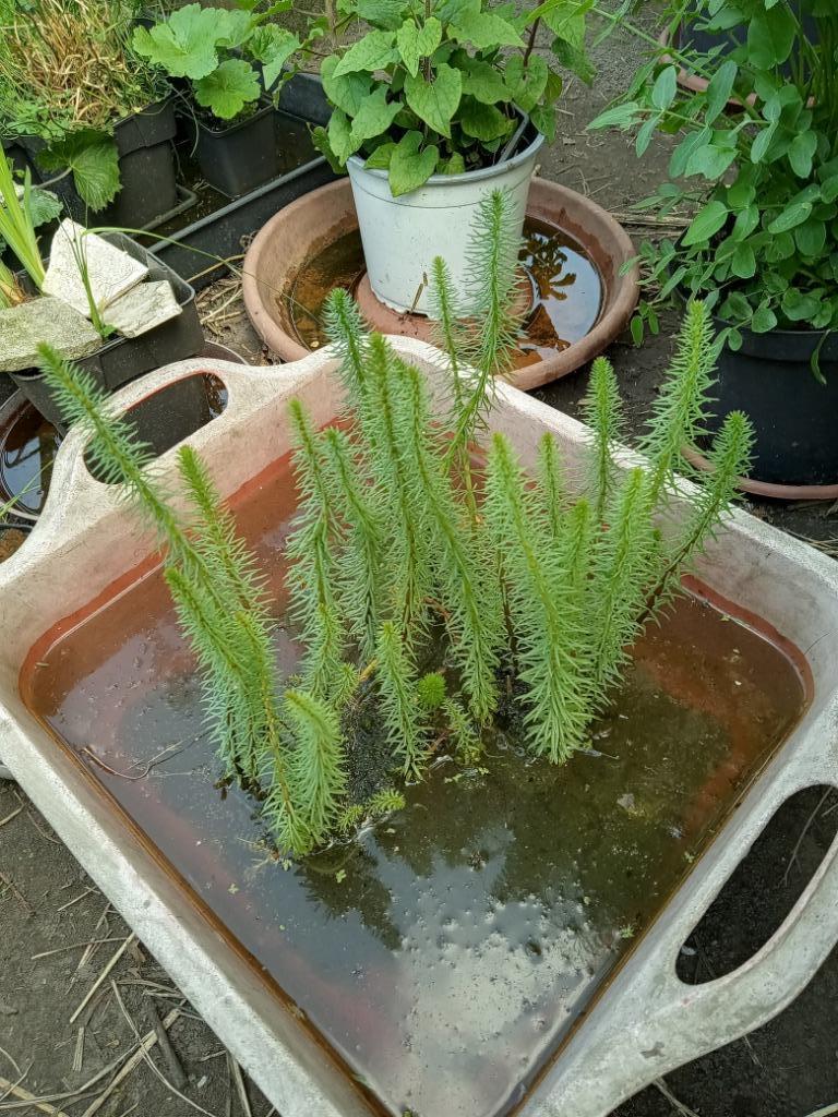 Hippuris vulgaris lidsteng, Tuin en Terras, Ophalen, Volle zon, Vaste plant, Bloeit niet