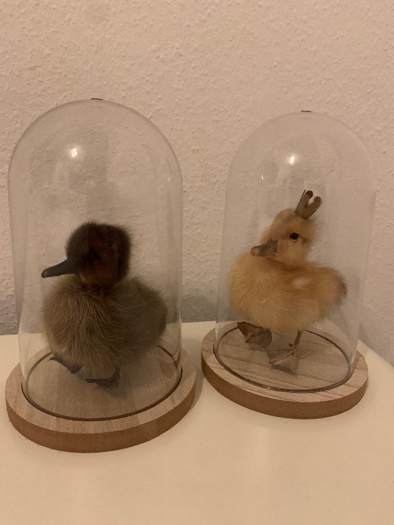 Taxidermie eendenkuikentje onder stolp houten voet cadeautip, Antiquités & Art, Enlèvement ou Envoi