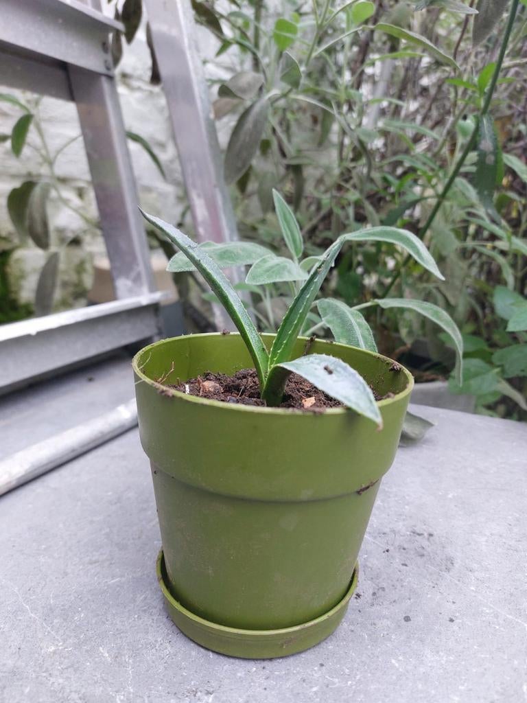 Agave americana verte 1an et + 10 €, Ophalen of Verzenden