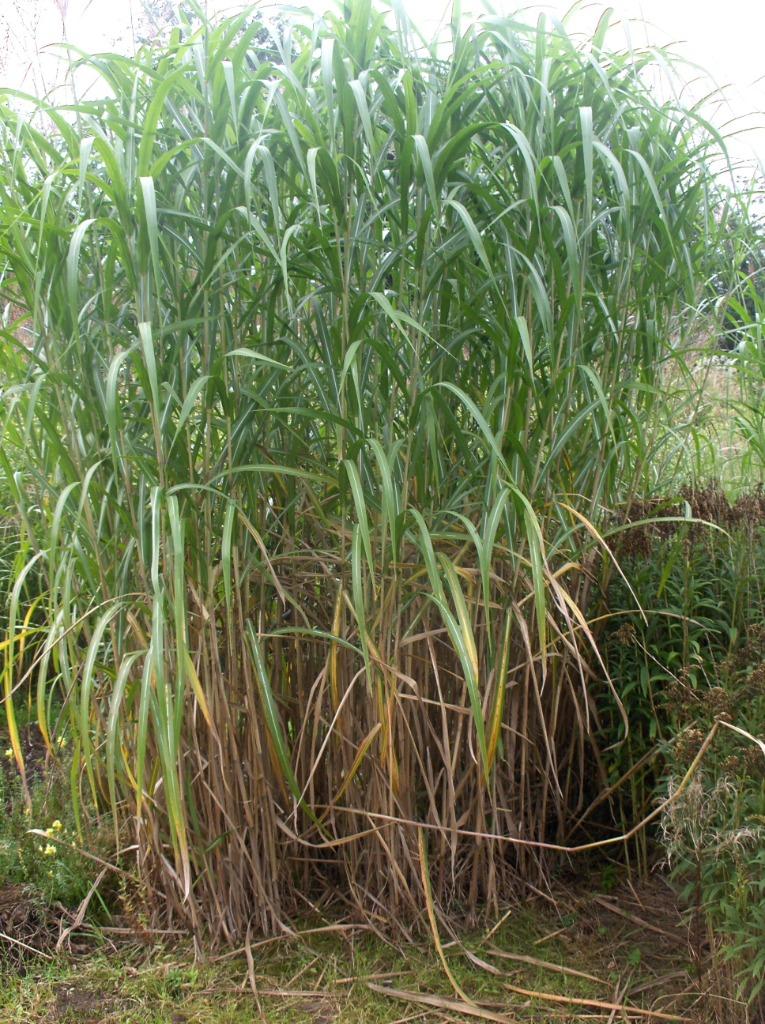 Siergras Miscanthus giganteus Olifantengras Reuzeriet, Ophalen, Vaste plant, Siergrassen, Volle zon