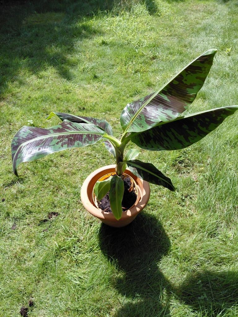 Bananeplant  bananeboom spotprijs dwarf cavendisch, Tuin en Terras, Ophalen
