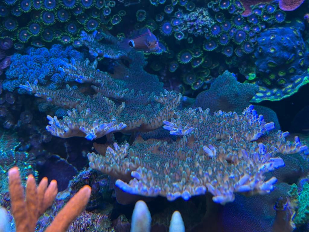 Tafel acropora, Animaux & Accessoires, Poissons | Poissons d'aquarium, Autres types, Poisson de mer