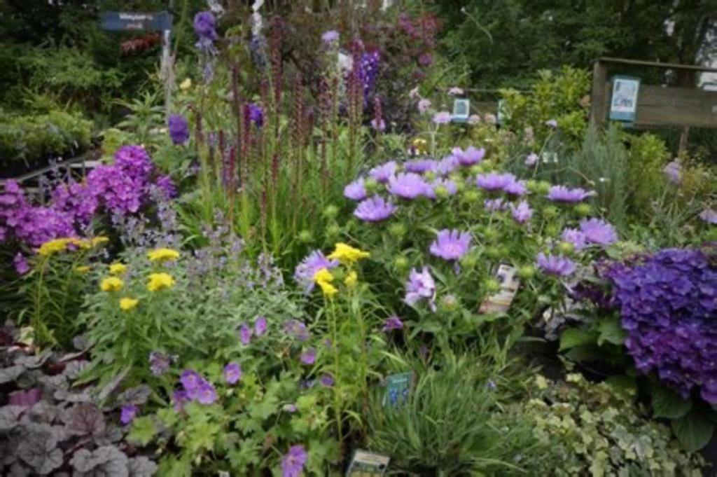 Diverse tuinplanten, Tuin en Terras, Planten | Tuinplanten, Herfst, Ophalen