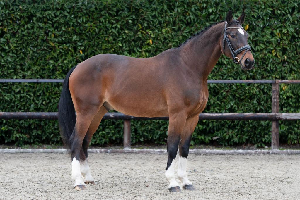 Betrouwbare 17 jarige ruin, Dieren en Toebehoren, Paarden, Met stamboom, Z, Ruin, 11 jaar of ouder