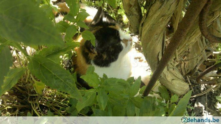 gratis opruiming tvv cats in crisis ramsgate en rspca, Diensten en Vakmensen, Verhuizers en Opslag