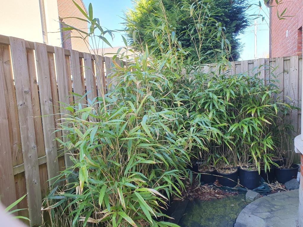 PSEUDOSASA JAPONICA, Ophalen, Vaste plant, Siergrassen